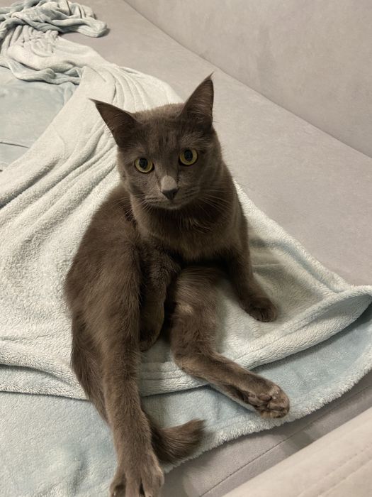 Пропал кот! г.Алматы