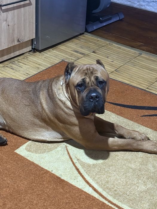 Кане Корсо / Cane Corso