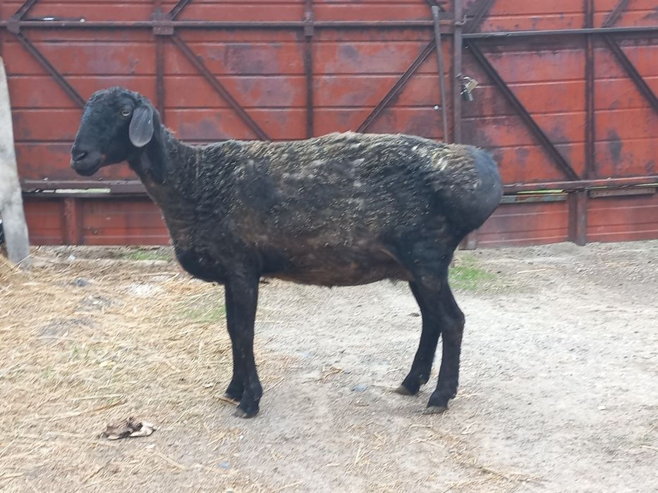 Продам  Эдильбаевскую  овцу.