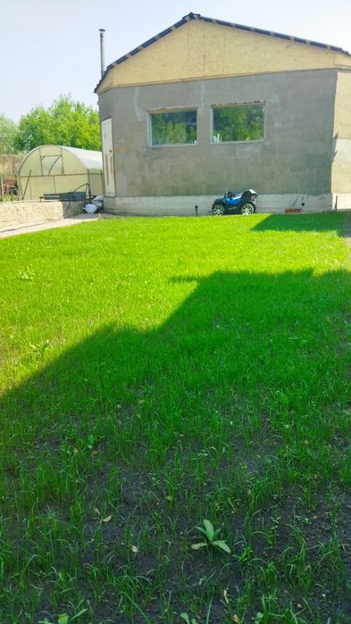 Посевной газон яркий плотный в петропавловске