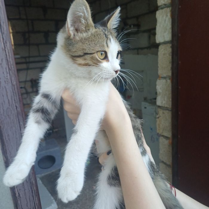 Отдам в добрые руки котёнка, мальчик.