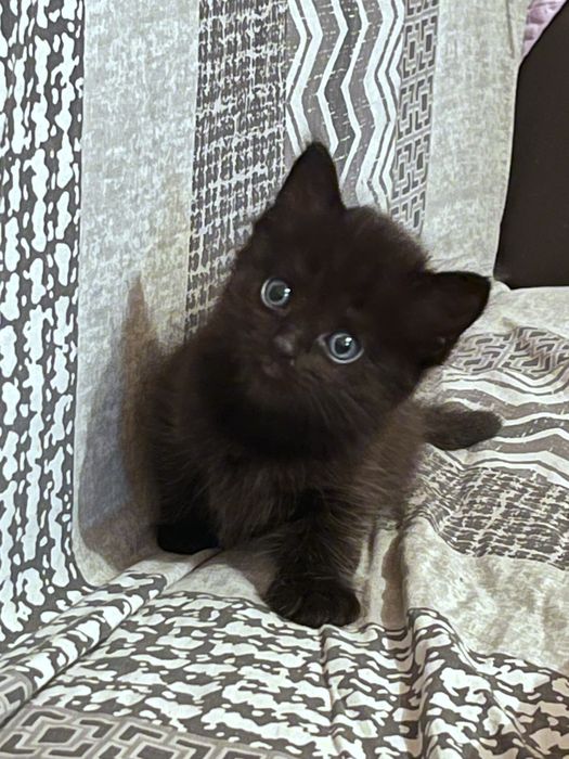 отдаем котяток, бесплатно