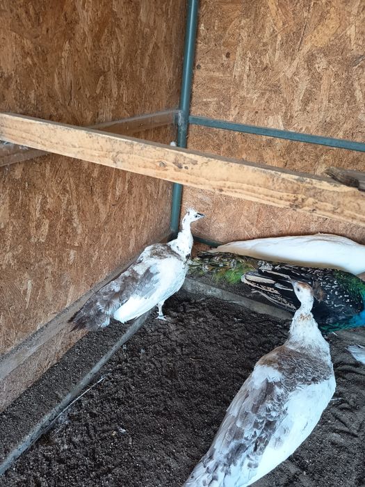 Vând păuni ,,Păunițe "