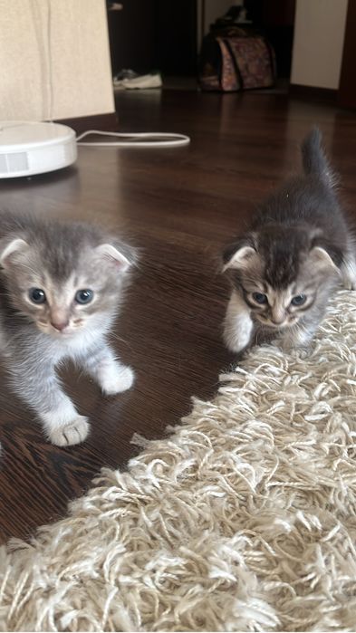 Вислоухие котята