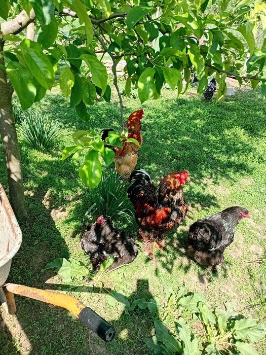 Familie găini Brahma