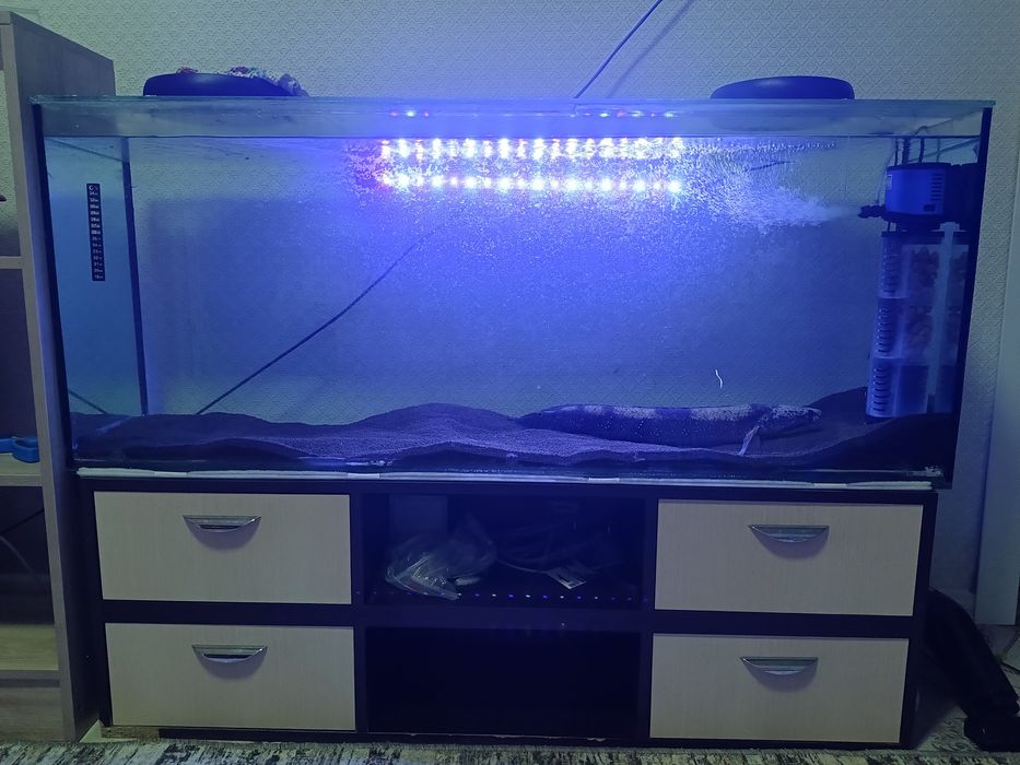 Срочно Змееголов