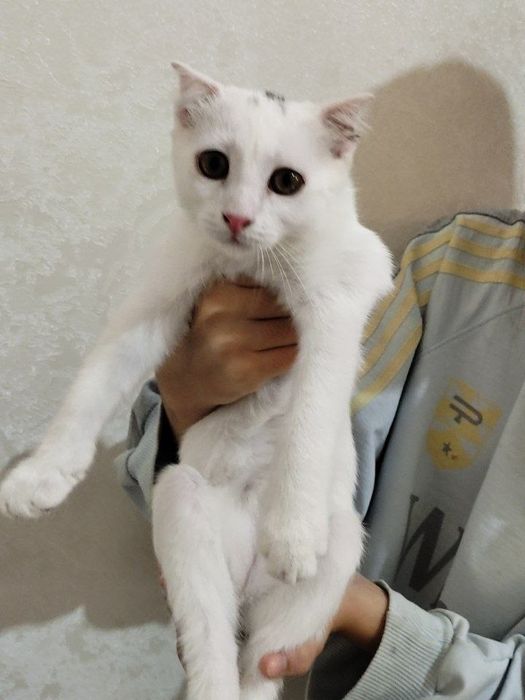 Продаётся котята