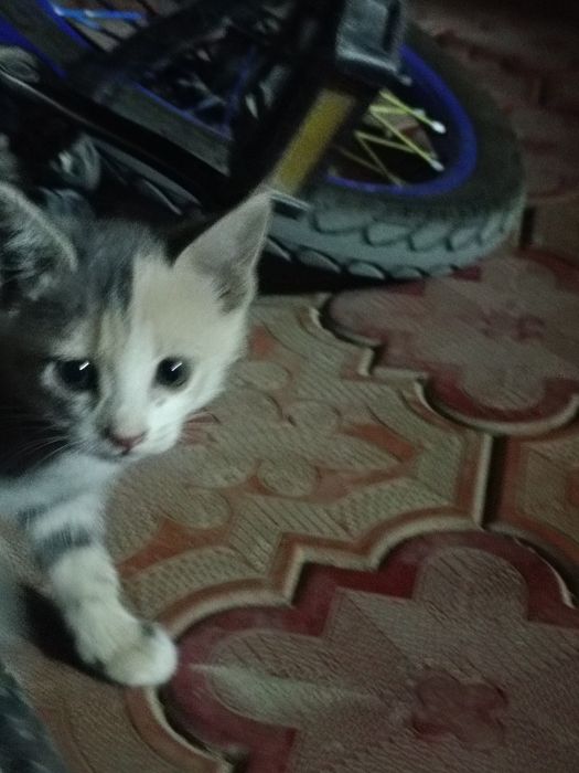 Котята  в добрые руки