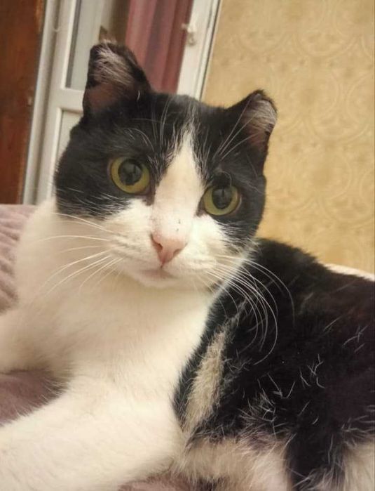 Пристраиваются в добрые руки