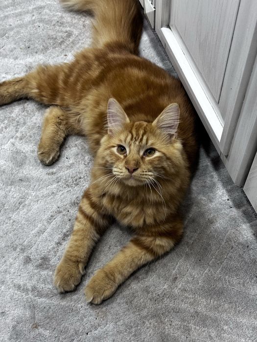 Срочно ищем невесту для молодого красавца Мейн-куна!