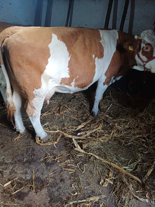 Vaca de vinzare buna de lapte
