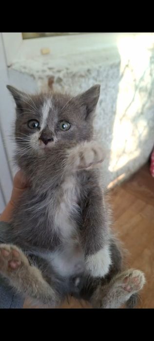 Котята в поисках дома
