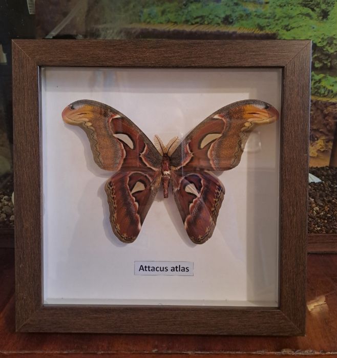 Самая большая бабочка в мире.