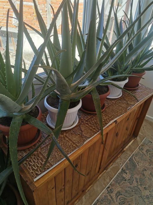 Алое вера лечебно