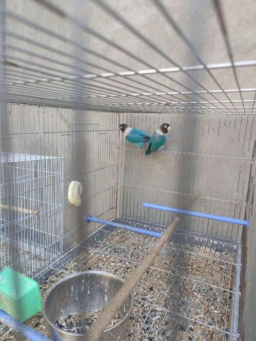 Продается неразлучники