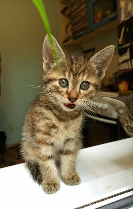 Котёнок девочка продам.