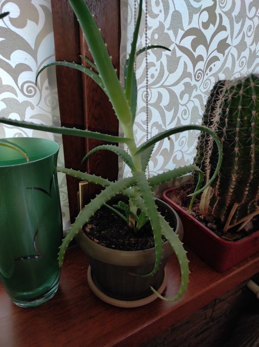 Продам цветок Алоэ