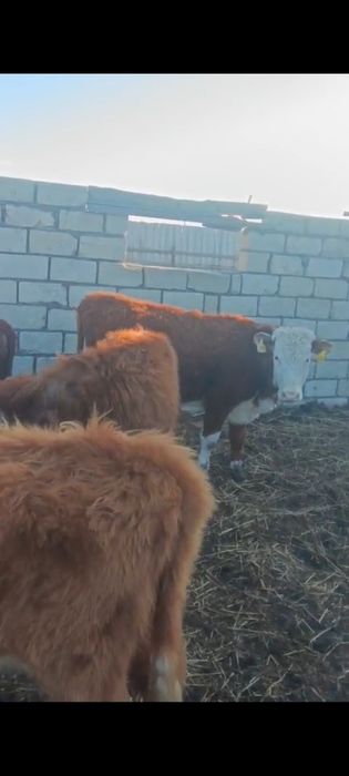 Баспақ қашарлар сатылады