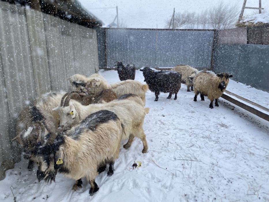 Ешкілер сатылады