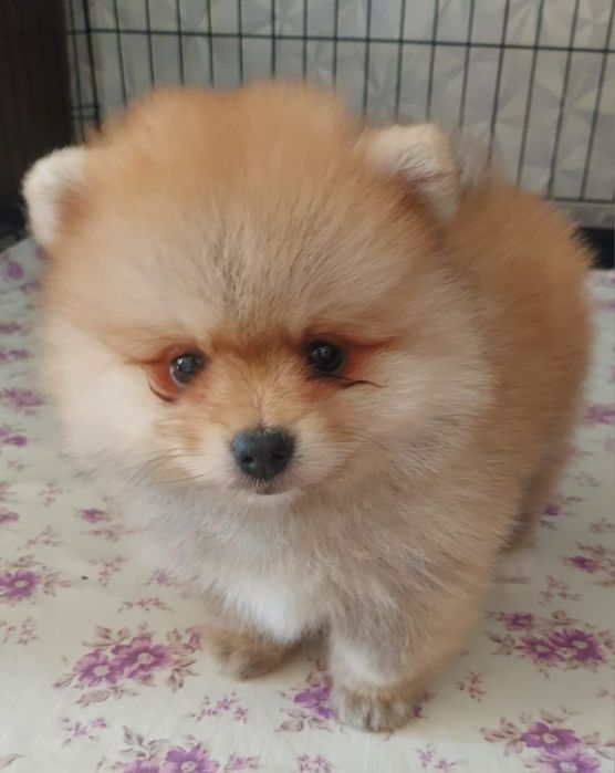 Щенки Немецкого Шпица