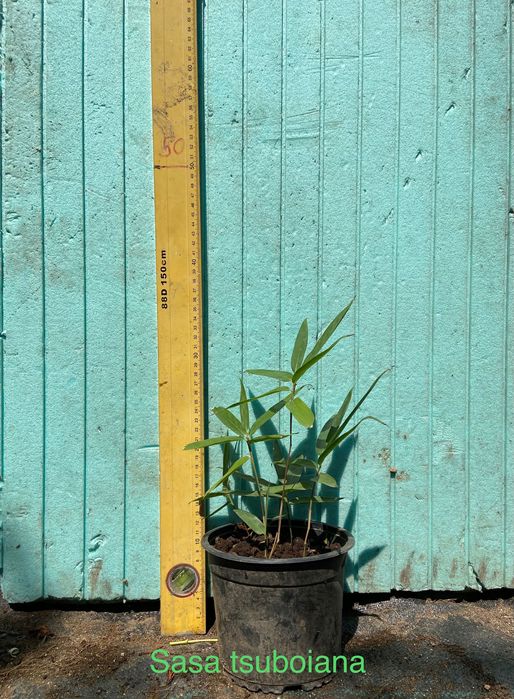 Бамбук различни видове, декоративни, бързорастящи, жив плет, ограда