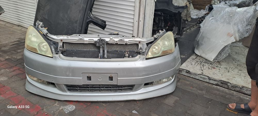 Ноускат для Ипсум