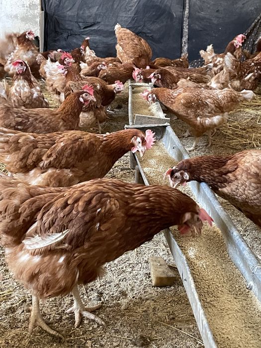 Gaini rosii ouatoare Isa Brown, Andrieșeni!