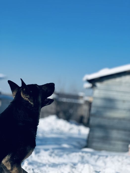 Вязка  овчарка (Кобель) ВЕО Обмен