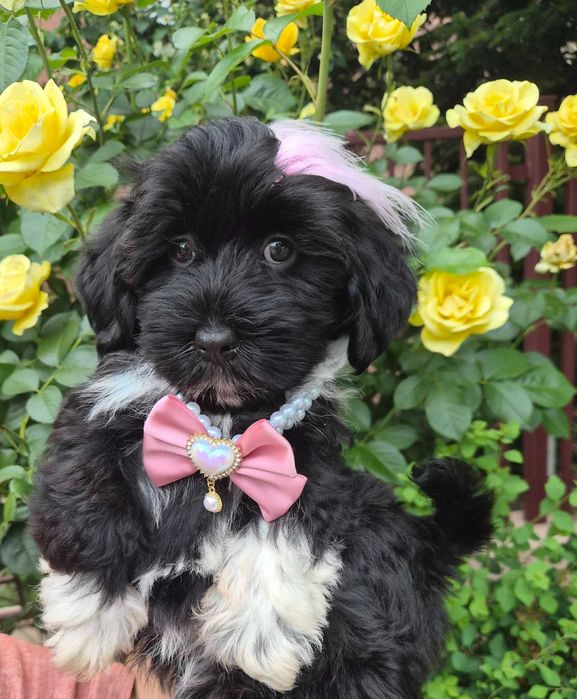 Bichon havanez canisa autorizata FCI si ACHR