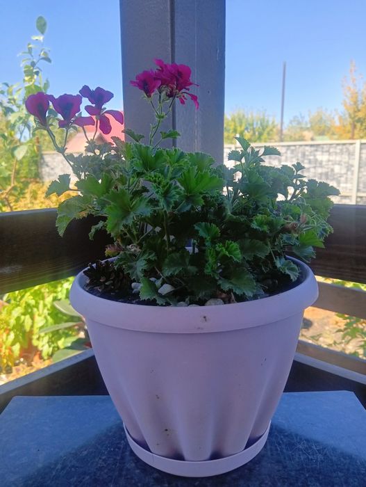 Продам королевскую герань