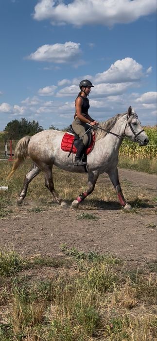Iapa echitatie, cal de calarie, cal de sport