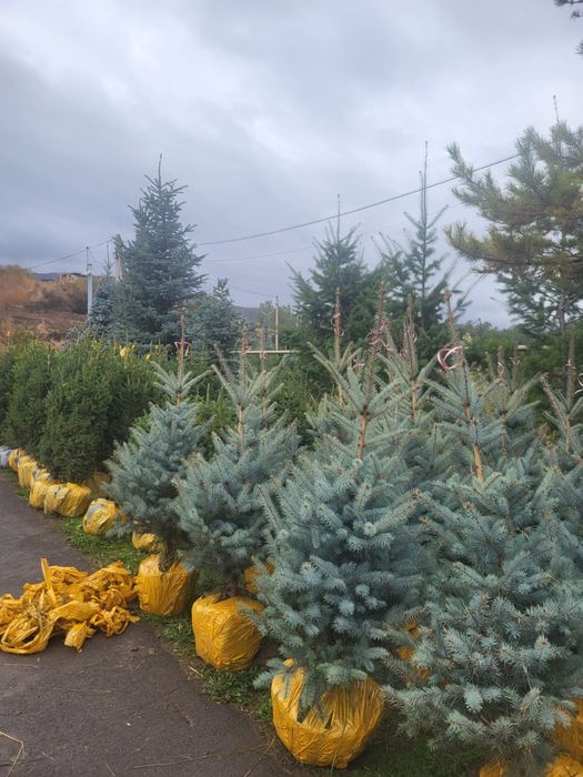 Голубая ель с доставкой