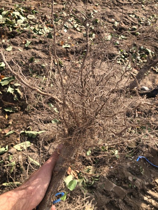 Овощен посадъчен материал