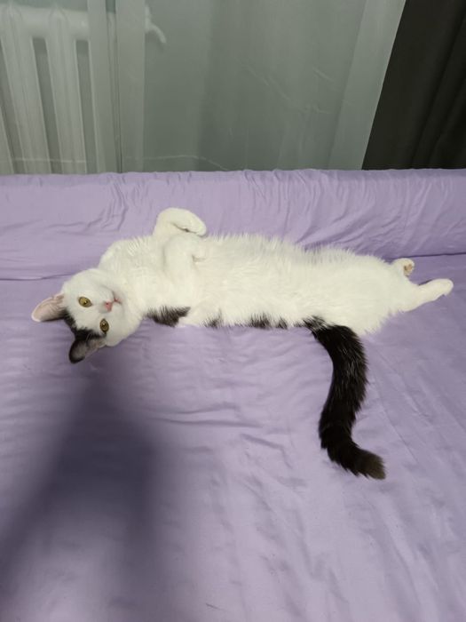 Отдам кота в хорошие руки