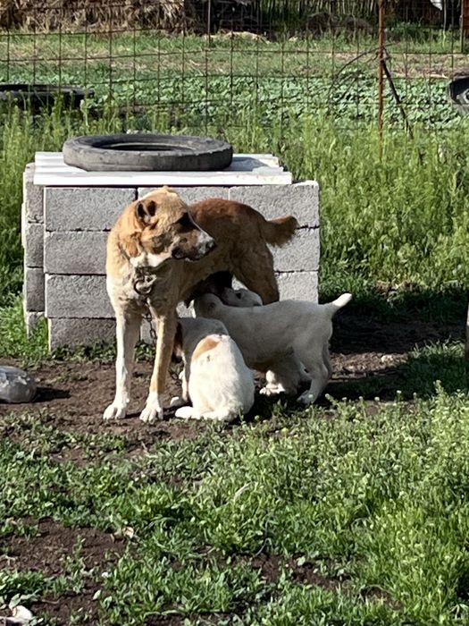 Алабай күшіктер