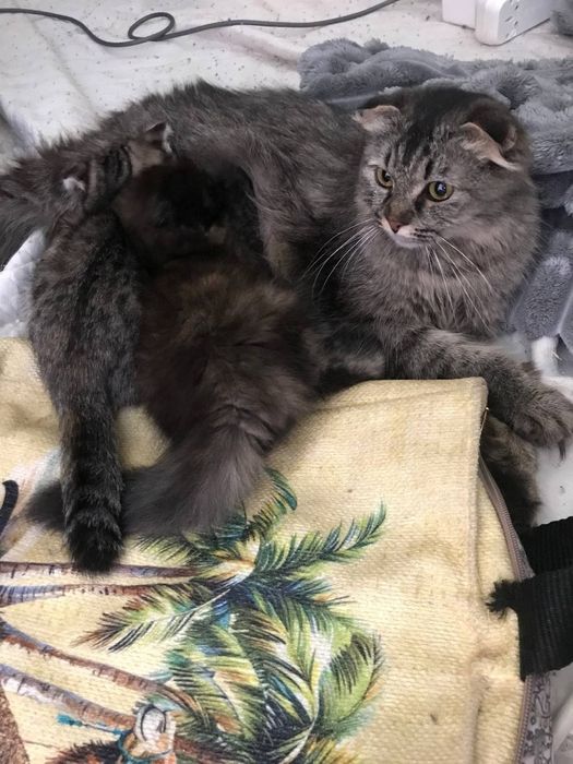 Продается котята