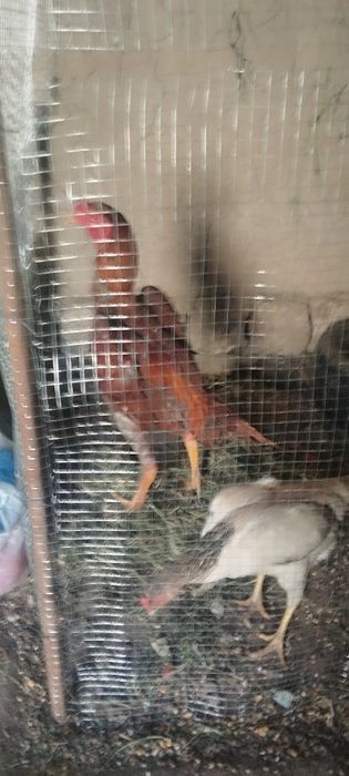 Япони тозазаси 3 та юткан тоза првазной тову хуроз тухм заказга йгиб б