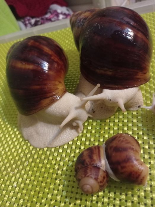 Улитки. Архахатина овум.