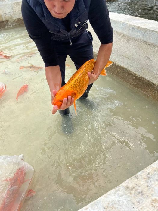 Кои рыба для пруда привазная