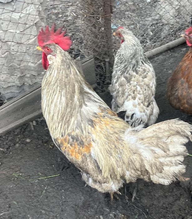 Продам домашних петухов