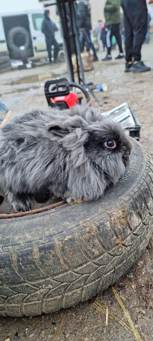 Vând iepuri cap de lei