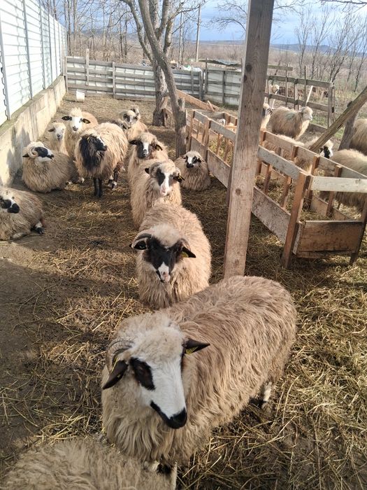 Vând sau schimb 10 miele 10 oi bătrâne și 2 berbecuti