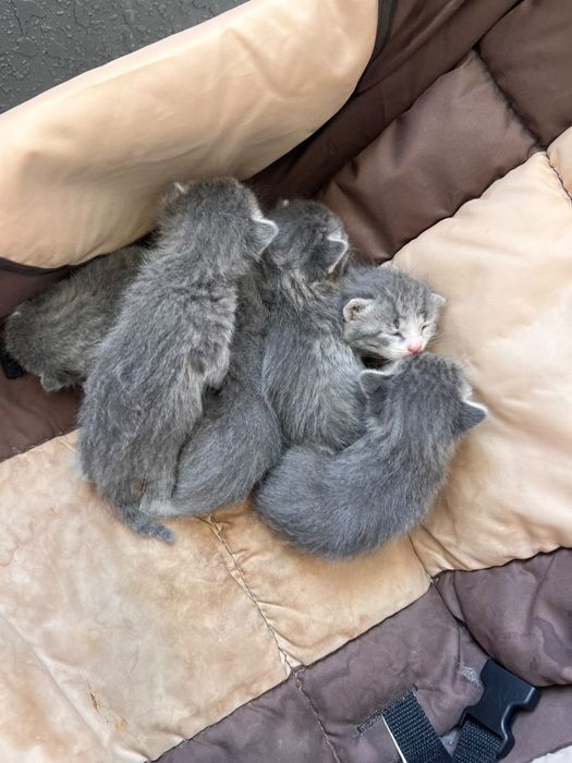 Котята полупородистый