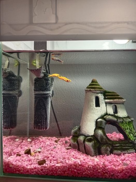 Продам аквариум с рыбками