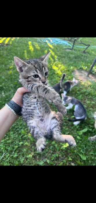 Se oferă spre adopție