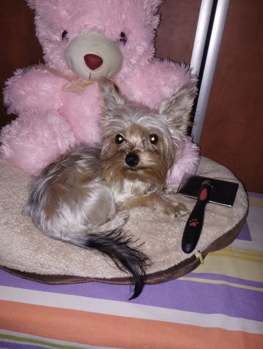 Yorkshire terrier fetița