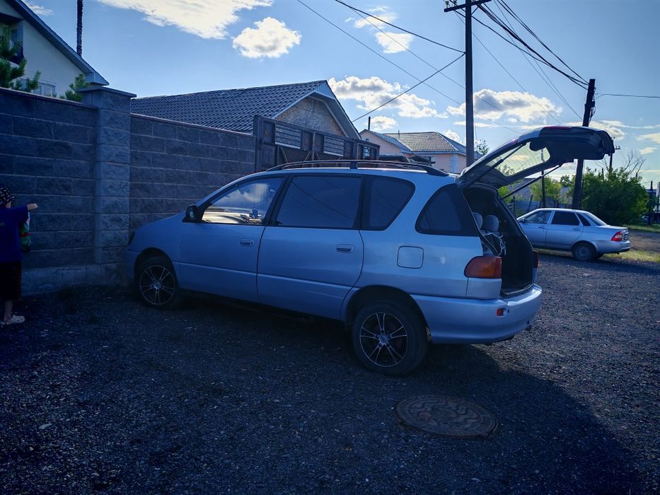 Продам Таета ипсум.