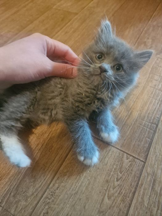 Отдам котят в добрые руки!