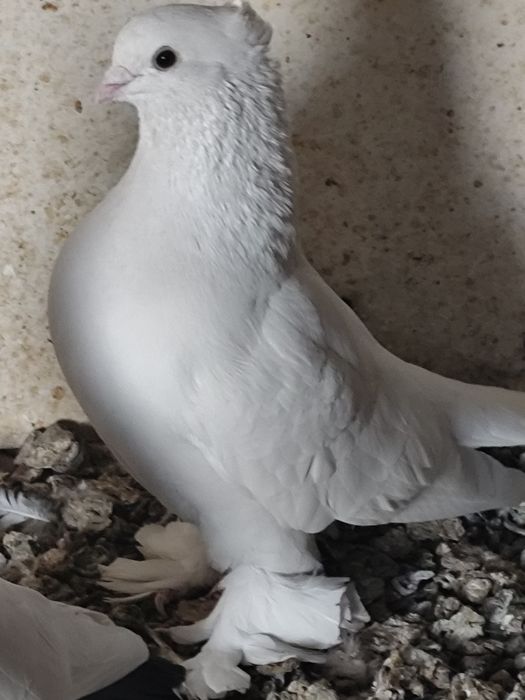 Голуби бакинских