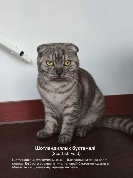 Мышык сатылады пародисты
